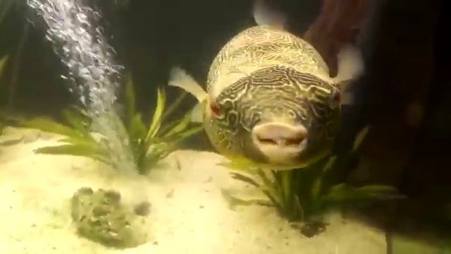 Тетраодон Мбу (Tetraodon mbu) Гигантский тетраодон смотреть онлайн
