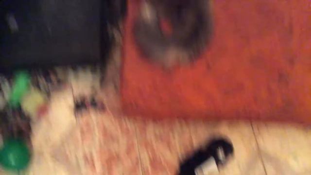 🐈 кошка и инстинкты кошачих смотреть онлайн