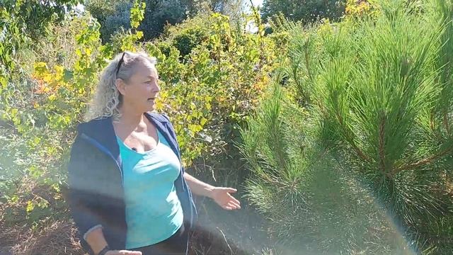 Growing A Pinus Pinea In A Scandinavian Climate - Nordic Food Forest смотреть онлайн