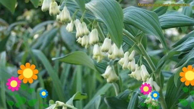 Купена гигантский. Краткий обзор, описание характеристик, где купить саженцы polygonatum giganteum смотреть онлайн