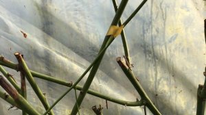 Ежевика Честер. Формировка и обрезка куста в теплице.