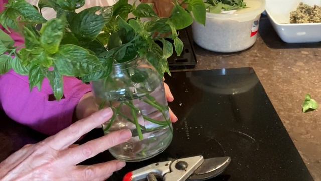 MAGENTA PLANT #4 PROPAGATION смотреть онлайн