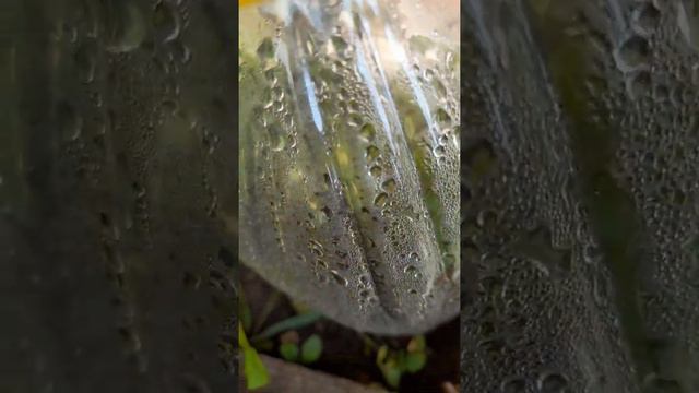 Черенкование сделали, что делать дальше?! смотреть онлайн