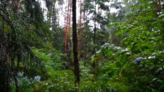 Fresh Rain in the Morning Forest. Gentle Sounds of Rain for Sleep, Insomnia, Study, PTSD смотреть онлайн
