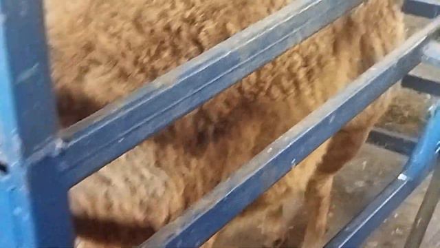 Гиссарская ярачка грубого типа через 6 дней будет 3 месяца от Дракулы ( 27.06.2022 г.) +79054444790 смотреть онлайн