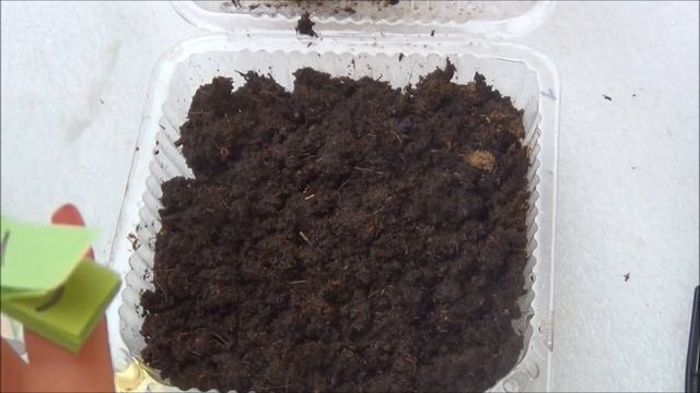 Выращивание ГЛОКСИНИИ из семян. Весь процесс от посева до всходов смотреть онлайн