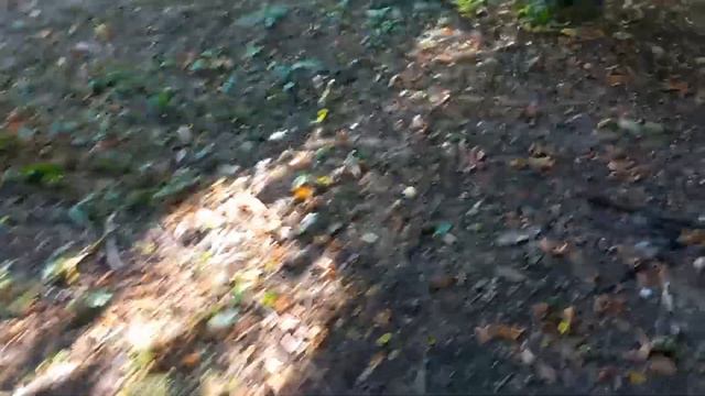 Бездомыши очень ищут дом!🙏 Ко мне пришли незванные гости😊🤔 смотреть онлайн