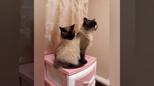 Толстый мой претолстый мой жирный кот смотреть онлайн