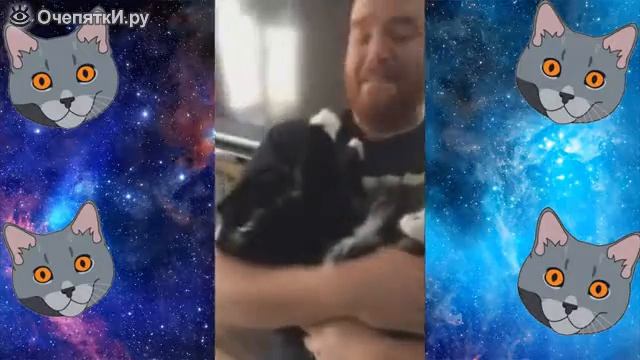 Коты в видеоприколах смотреть онлайн