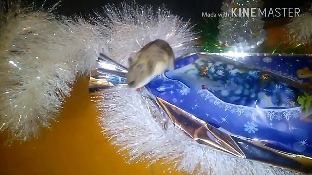 Сказка про хомяков.Часть 1 смотреть онлайн