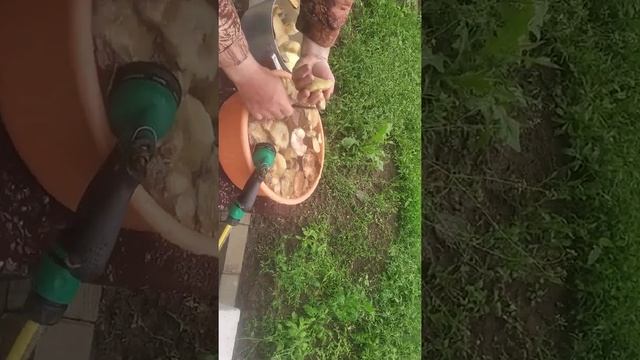 Мгновенная чистка маслят водой