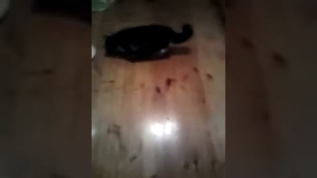 ЖЕСТЬ !!! Кота плющит от валерьянки смотреть онлайн