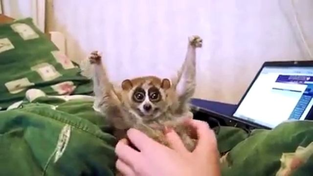 Лемур Лори.mp4 смотреть онлайн
