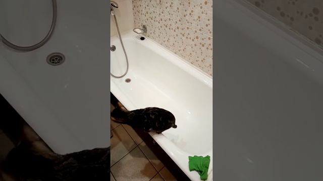 Кот моется в ванне смотреть онлайн