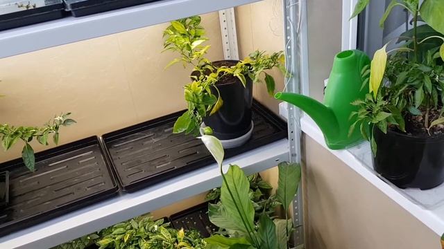 Мой мини зимний сад 20.11.21 смотреть онлайн