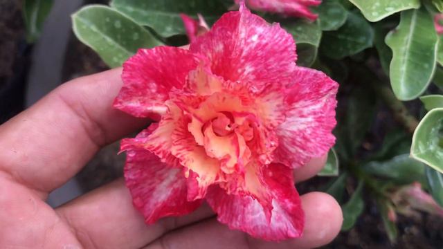 Apresentando a nossa AP86( ou “Junina”), original da Adenium Premium. смотреть онлайн