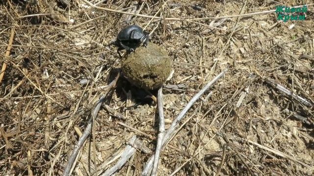 Священный жук скарабей смотреть онлайн