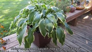 Хоста в домашних условиях в горшке