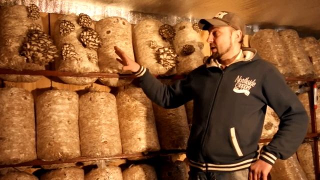 Вешенка, Как правильно поливать грибы вешенка.