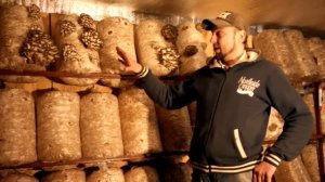 Вешенка, Как правильно поливать грибы вешенка.