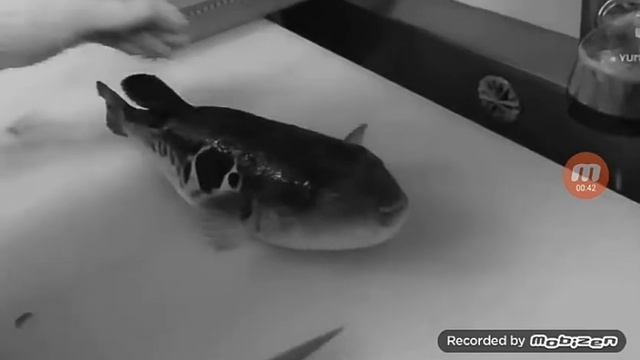 бедная рыба фуга смотреть онлайн