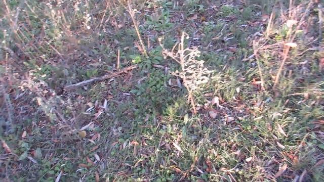 Грибное шато смотреть онлайн