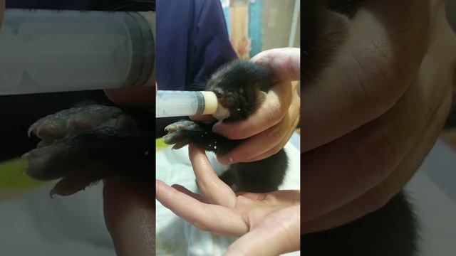 Что ест домашний Соболь, первое кормление смотреть онлайн