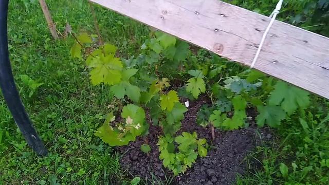 Виноград без болезней. Основная обработка от милдью, оидиум и гнилей , чеканка побегов винограда. смотреть онлайн