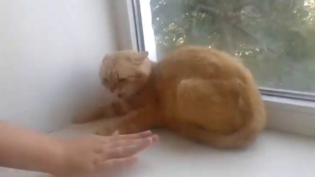 Кот-кобра смотреть онлайн