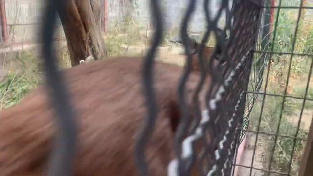 Каракал домашний