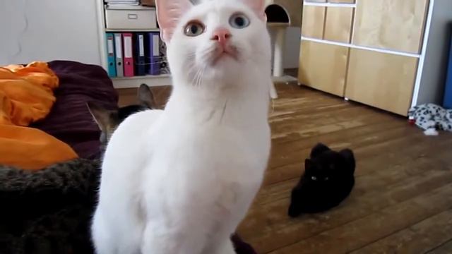 топ приколы кот застукал..... смотреть онлайн