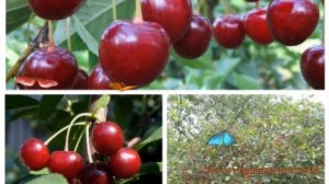 Вишня обыкновенная Тургеневка - Быстринка ? обзор: как сажать, саженцы вишни Тургеневка - Быстринка