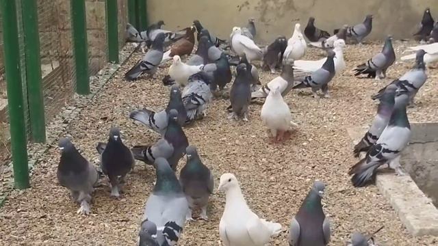 #BAKU #PIGEON Бакинские сизые голуби Рзаева Самира в Баку. смотреть онлайн