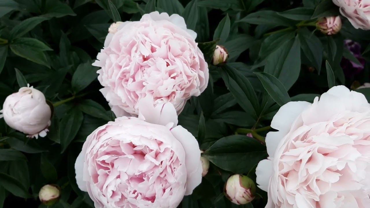 рапсоди ин блю смотреть онлайн