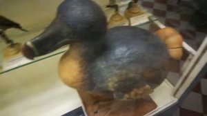 Всё о птице додо