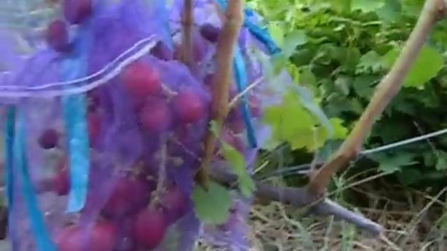 Виноград г/ф Дюжина смотреть онлайн