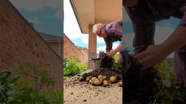 как не нужно сажать картошку. смотреть онлайн