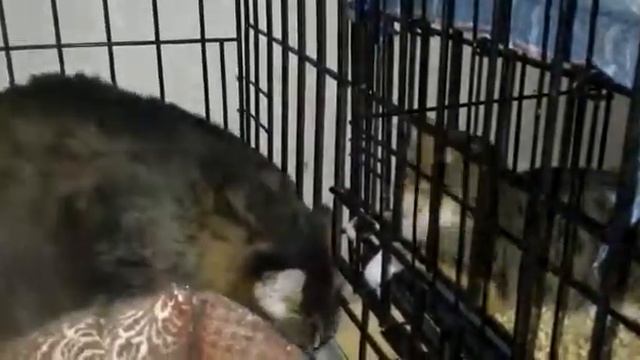 Тристания и Кузя из приюта 