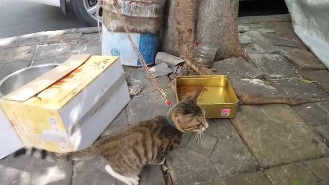 Письмо №7 (короткое). Кот-баюн сторожевой. Китайский вариант. смотреть онлайн