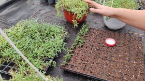 АЛЛИСУМ УКОРЕНЕНИЕ И РЕЗУЛЬТАТ