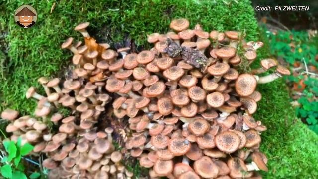 Hongos con Superpoderes que te dejarán HELADO смотреть онлайн