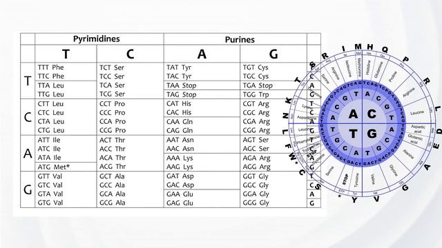 Science Series - Mathematics of DNA - Ulrike Granögger смотреть онлайн