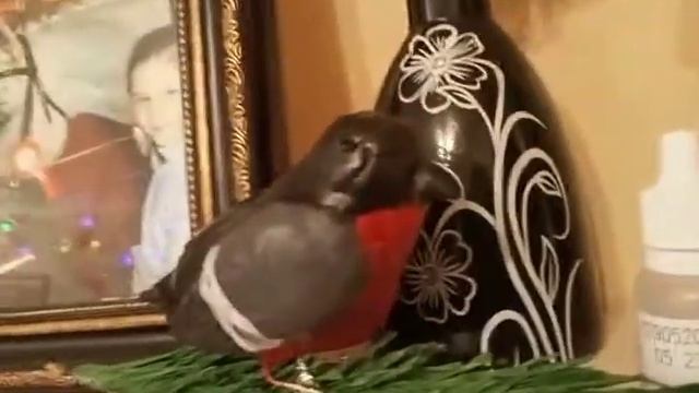 снегирь из воздушного пластилина смотреть онлайн