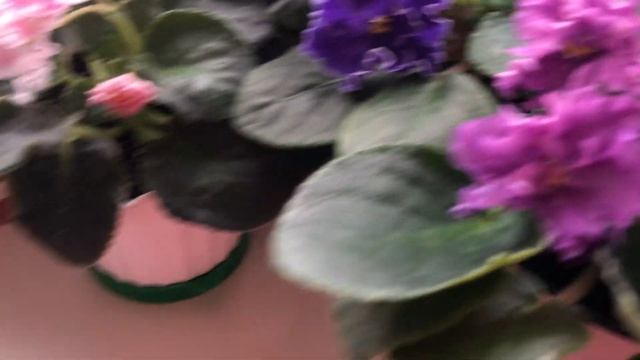 Фиалки Грейс,Opera's Paolo,Розовая акварель, Львовская опера, Little sweet heart, Buckeye Ballerina смотреть онлайн