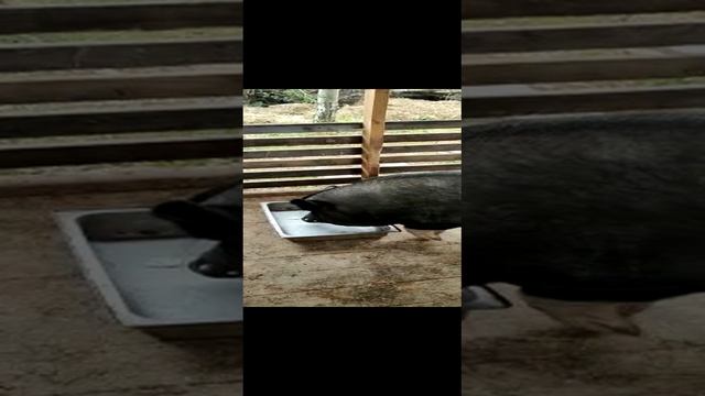 Свини смотреть онлайн