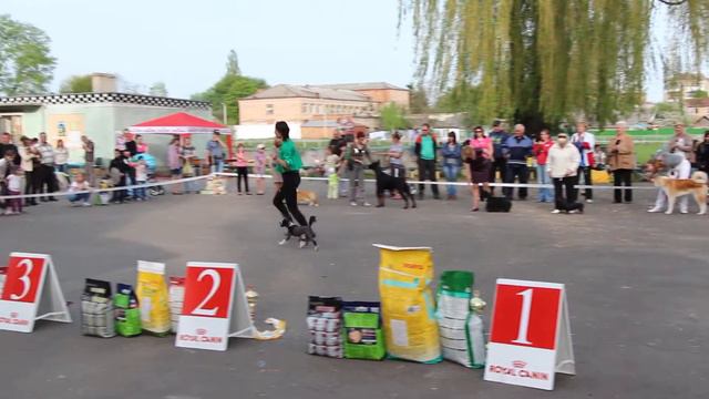 BEST IN SHOW 02.05.13 г.Хмельницкий смотреть онлайн