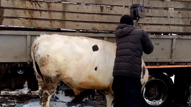 Жизнь в деревне\Орловка/Сдаём быков на Мясокомбинат. Бизон. Буйвол. смотреть онлайн