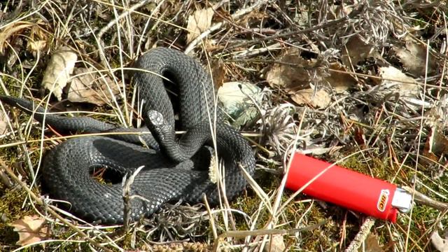 Весна, гадюка после зимней спячки, Spring, a viper after winter hibernation смотреть онлайн