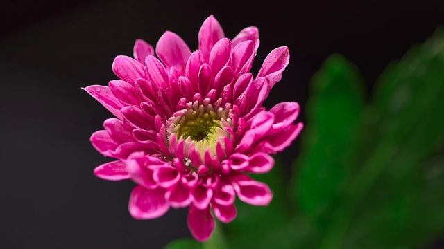 Godox: Macro LED Ring Light RING72 Operation Tutorial смотреть онлайн