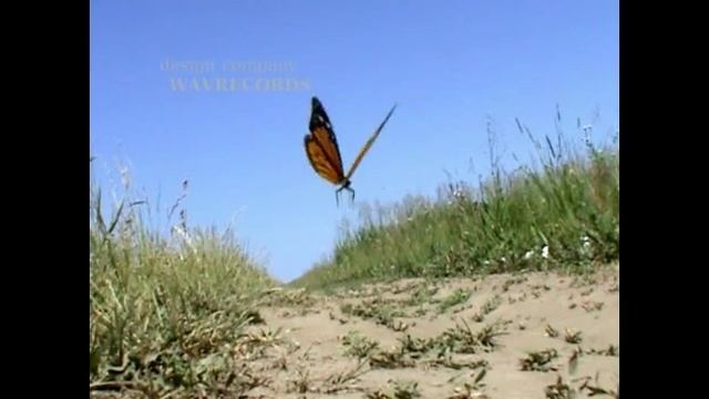 Бабочка 3D, анимация + видео смотреть онлайн